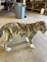Female - Purple, a female English Mastiff for sale in Tonganoxie, KS – 1 of 7