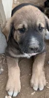Male - Dark Green, a male English Mastiff for sale in Tonganoxie, KS – 2 of 2