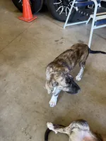 Female - Purple, a female English Mastiff for sale in Tonganoxie, KS – 4 of 7