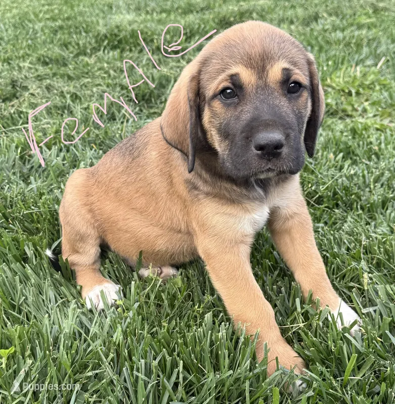Female - Light Pink – English Mastiff puppy for sale in Tonganoxie, KS