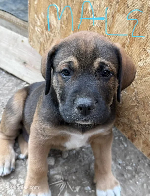 Male - Light Blue – English Mastiff puppy for sale in Tonganoxie, KS