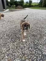 Male - Red, a male English Mastiff for sale in Tonganoxie, KS – 8 of 9
