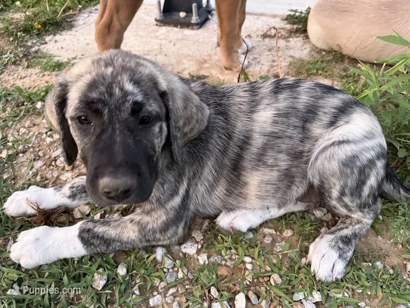 Female - Purple – English Mastiff puppy for sale in Tonganoxie, KS