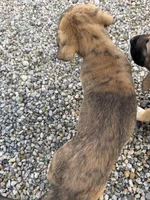 Male - Red, a male English Mastiff for sale in Tonganoxie, KS – 5 of 9