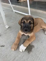 Female - Light Pink, a female English Mastiff for sale in Tonganoxie, KS – 4 of 4