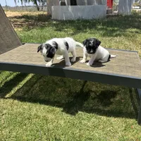 Bear, a female Jack Russell Terrier for sale in Riverside, CA – Photo 3 of 10