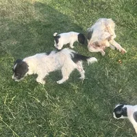 Bear, a female Jack Russell Terrier for sale in Riverside, CA – Photo 4 of 10