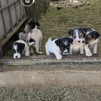Bear, a female Jack Russell Terrier for sale in Riverside, CA – Photo 1 of 10