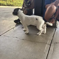 Bear, a female Jack Russell Terrier for sale in Riverside, CA – Photo 10 of 10