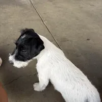 Bear, a female Jack Russell Terrier for sale in Riverside, CA – Photo 9 of 10