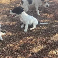Bear, a female Jack Russell Terrier for sale in Riverside, CA – Photo 8 of 10