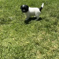 Bear, a female Jack Russell Terrier for sale in Riverside, CA – Photo 5 of 10