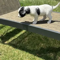 Bear, a female Jack Russell Terrier for sale in Riverside, CA – Photo 2 of 10