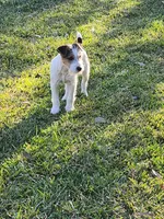 Cowgirl, a female Jack Russell Terrier for sale in Riverside, CA – Photo 2 of 10