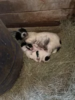 Cowgirl, a female Jack Russell Terrier for sale in Riverside, CA – Photo 10 of 10