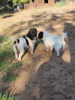 Cowgirl, a female Jack Russell Terrier for sale in Riverside, CA – Photo 5 of 10