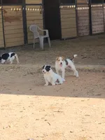 Cowgirl, a female Jack Russell Terrier for sale in Riverside, CA – Photo 4 of 10