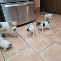 Gummy, a female Jack Russell Terrier for sale in Riverside, CA – Photo 6 of 10