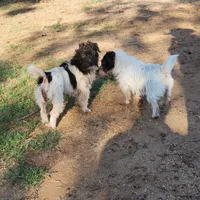 Gummy, a female Jack Russell Terrier for sale in Riverside, CA – Photo 3 of 10