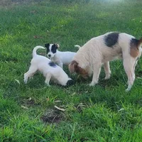 Gummy, a female Jack Russell Terrier for sale in Riverside, CA – Photo 4 of 10