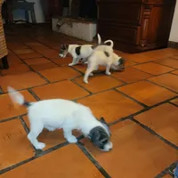 Gummy, a female Jack Russell Terrier for sale in Riverside, CA – Photo 5 of 10