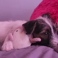 Gummy, a female Jack Russell Terrier for sale in Riverside, CA – Photo 9 of 10