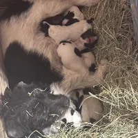 Gummy, a female Jack Russell Terrier for sale in Riverside, CA – Photo 10 of 10