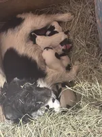 processed/c58ce303-9d1e-469e-b248-646bc34944c1/listing/72486e42-5b39-479d-b963-78aadd03ed65/b44debb0-67cf-4a64-952e-8f8a35ce4180