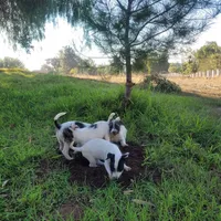 Gummy, a female Jack Russell Terrier for sale in Riverside, CA – Photo 8 of 10