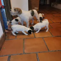 Cowboy, a male Jack Russell Terrier for sale in Riverside, CA – Photo 3 of 10