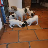 Foam, a male Jack Russell Terrier for sale in Riverside, CA – Photo 3 of 10