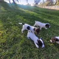 Foam, a male Jack Russell Terrier for sale in Riverside, CA – Photo 6 of 10