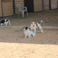 Foam, a male Jack Russell Terrier for sale in Riverside, CA – Photo 4 of 10
