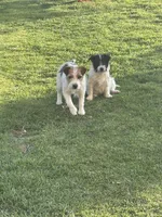 Puppy #1, a male Jack Russell Terrier for sale in Riverside, CA – Photo 5 of 6