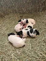 Puppy #1, a male Jack Russell Terrier for sale in Riverside, CA – Photo 1 of 6