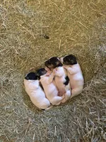 Puppy #1, a male Jack Russell Terrier for sale in Riverside, CA – Photo 6 of 6