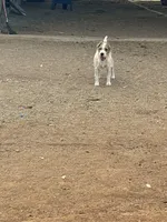 Puppy #1, a male Jack Russell Terrier for sale in Riverside, CA – Photo 3 of 6