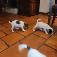 Foam, a male Jack Russell Terrier for sale in Riverside, CA – Photo 5 of 10