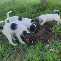 Foam, a male Jack Russell Terrier for sale in Riverside, CA – Photo 7 of 10