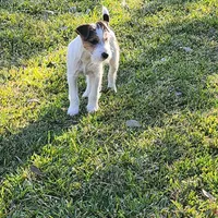 Foam, a male Jack Russell Terrier for sale in Riverside, CA – Photo 1 of 10