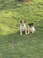 Puppy #2, a female Jack Russell Terrier for sale in Riverside, CA – Photo 2 of 6