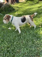 Puppy #2, a female Jack Russell Terrier for sale in Riverside, CA – Photo 5 of 6