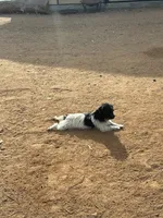 Puppy #2, a female Jack Russell Terrier for sale in Riverside, CA – Photo 3 of 6