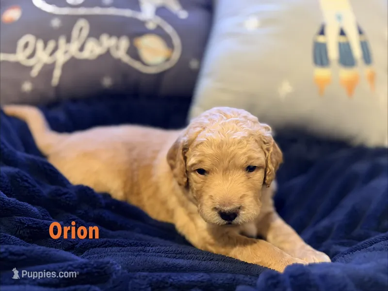 Orion – Goldendoodle puppy for sale in Noblesville, IN