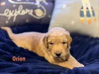 Orion, a male Goldendoodle for sale in Noblesville, IN – 1 of 2