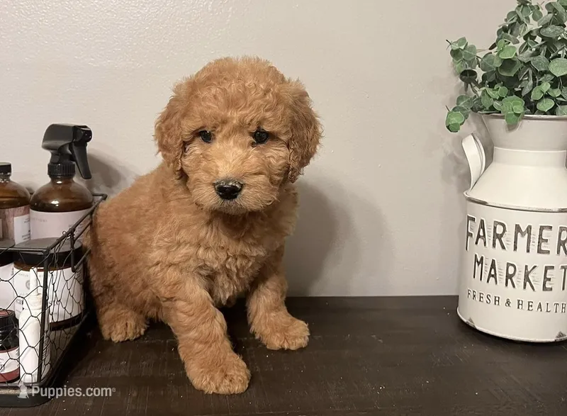 Ace – Goldendoodle puppy for sale in Noblesville, IN