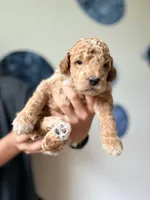 Comet , a male Goldendoodle for sale in Noblesville, IN – 4 of 4