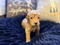 Comet , a male Goldendoodle for sale in Noblesville, IN – 3 of 4