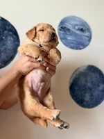 Orion, a male Goldendoodle for sale in Noblesville, IN – 2 of 2