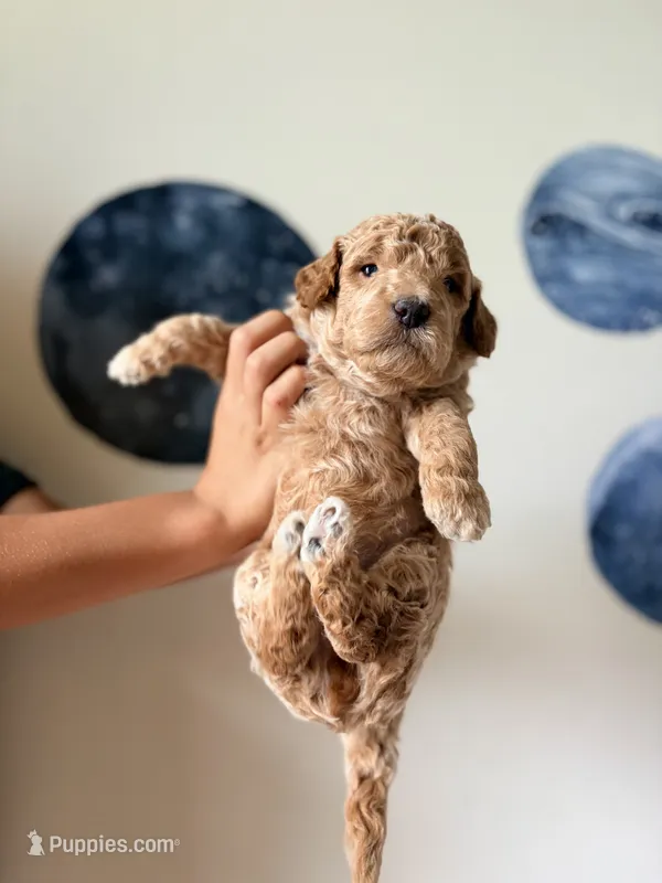 Comet  – Goldendoodle puppy for sale in Noblesville, IN